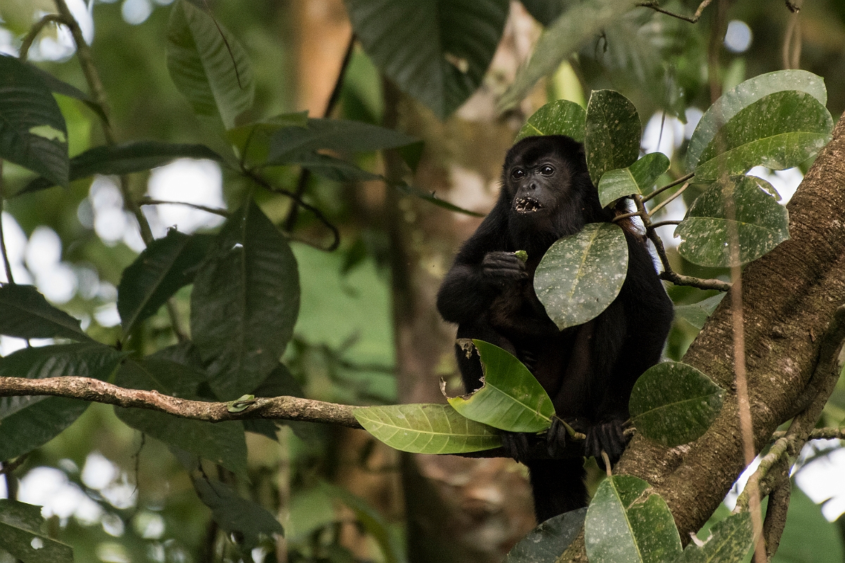 DPPhotography - Costa rica - Mantled howler monkey - U.jpg - Mantled howler monkey - La Qunita de Sarapiqui, Costa Rica