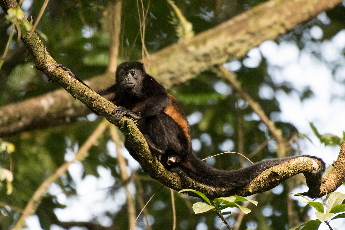 DPPhotography - Costa rica - Mantled howler monkey - V.jpg - Mantled howler monkey - La Qunita de Sarapiqui, Costa Rica
