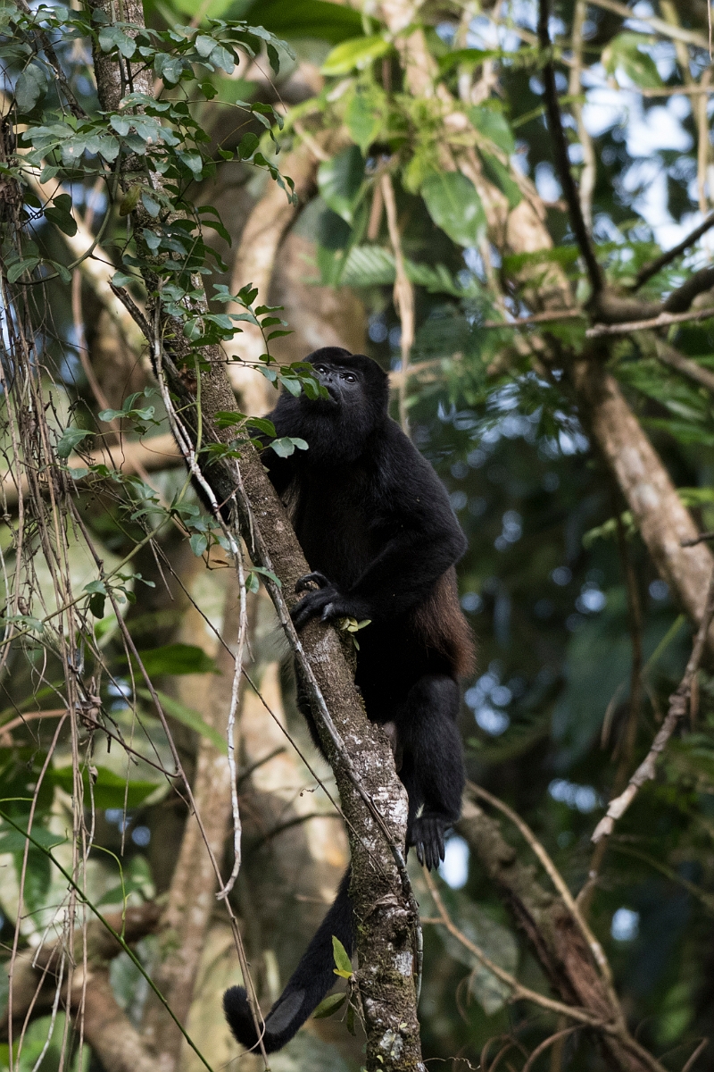 DPPhotography - Costa rica - Mantled howler monkey - W.jpg - Mantled howler monkey - La Qunita de Sarapiqui, Costa Rica
