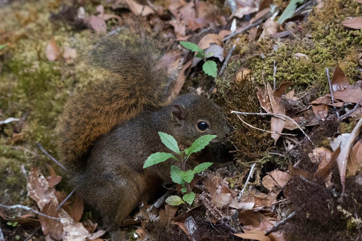 DPPhotography - Costa rica - Red-tailed squirrel - B.jpg - Red-tailed squirrel - San Gerardo de Dota, Costa Rica