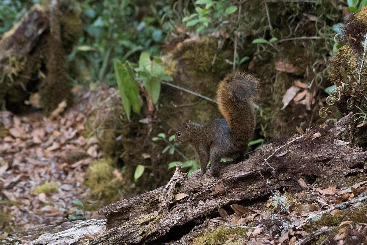 DPPhotography - Costa rica - Red-tailed squirrel - E.jpg - Red-tailed squirrel - San Gerardo de Dota, Costa Rica