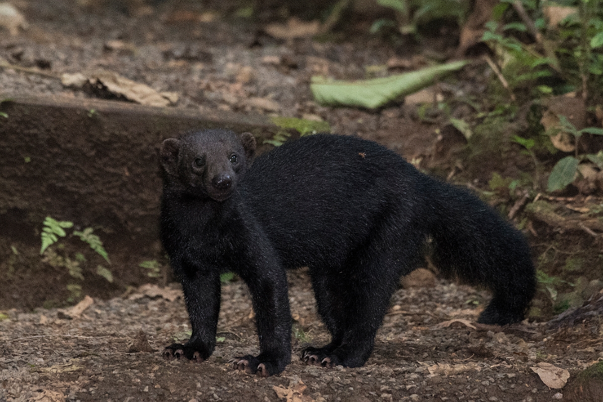 DPPhotography - Costa rica - Tayra - B.jpg - Tayra - Rancho Naturalista, Costa Rica