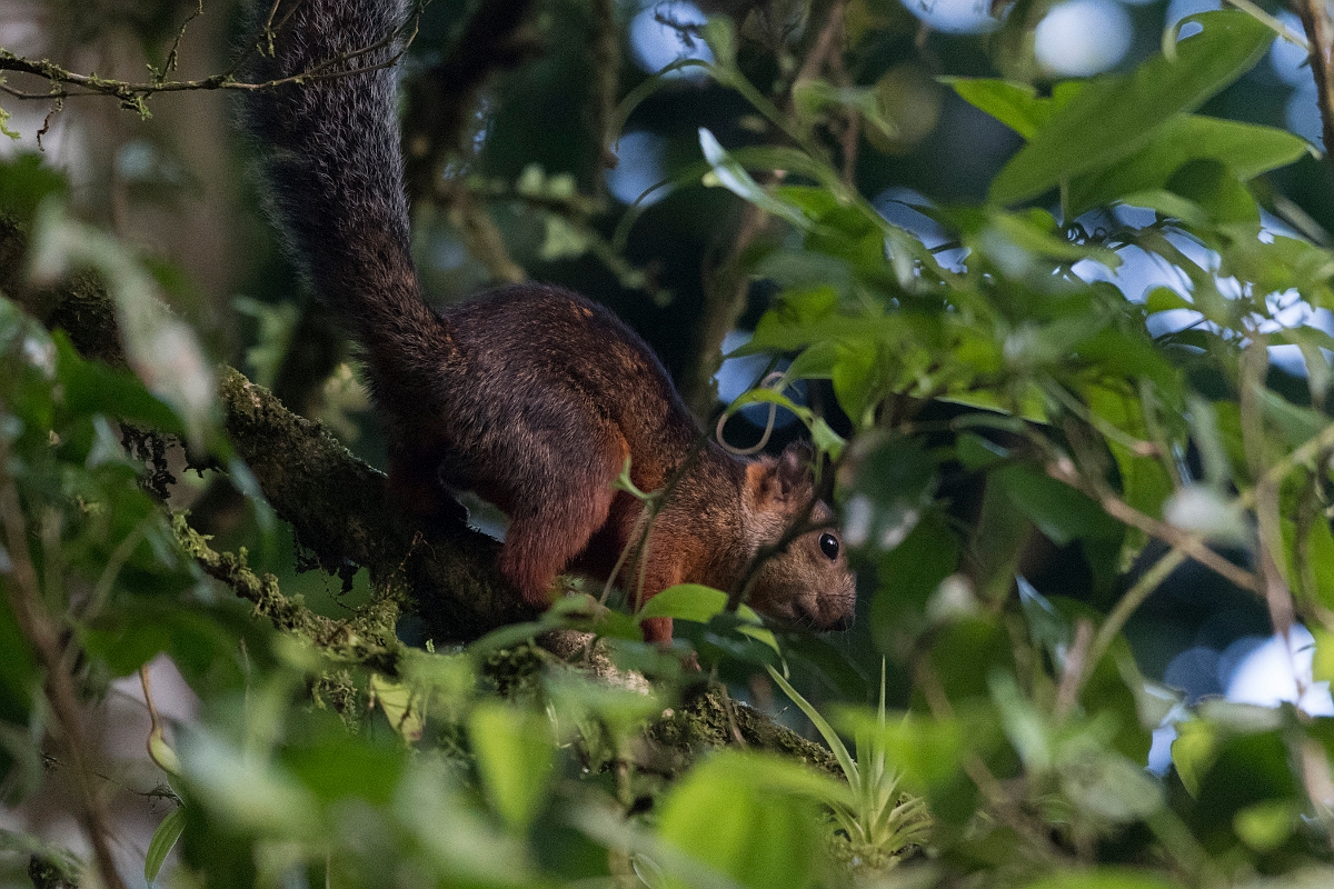 DPPhotography - Costa rica - Variegated squirrel - A.jpg - Variegated squirrel - La Qunita de Sarapiqui, Costa Rica