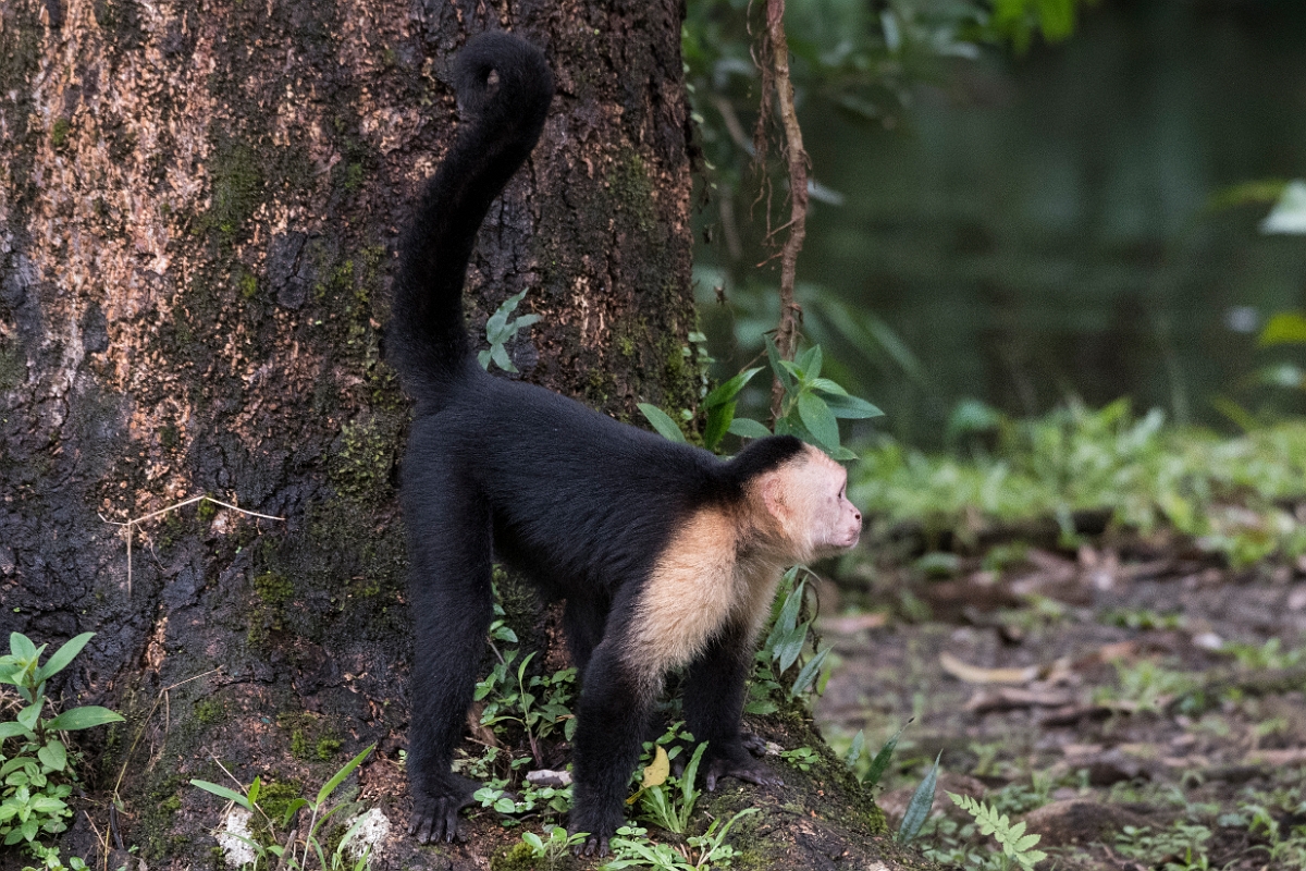 DPPhotography - Costa rica - White-headed capuchin - A.jpg - White-headed capuchin - Tortuguero, Costa Rica