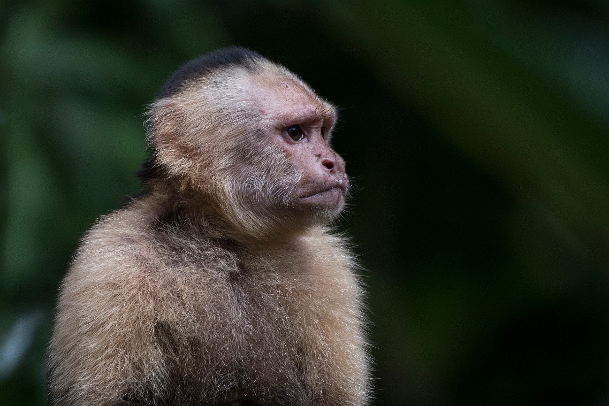 DPPhotography - Costa rica - White-headed capuchin - E.jpg - White-headed capuchin - Tortuguero, Costa Rica