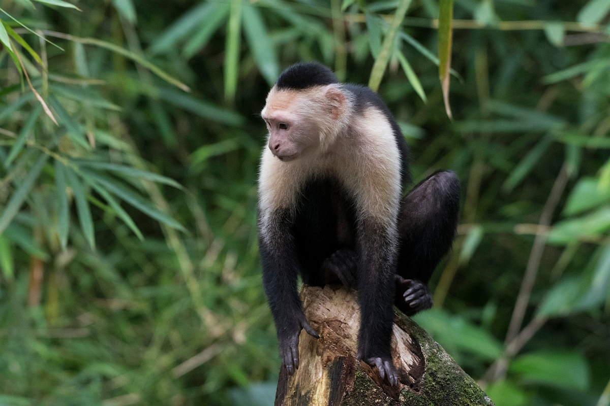 DPPhotography - Costa rica - White-headed capuchin - H.jpg - White-headed capuchin - Tortuguero, Costa Rica