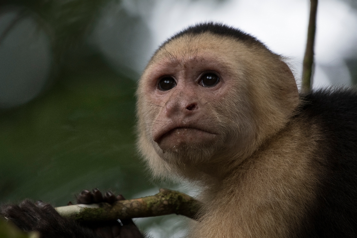 DPPhotography - Costa rica - White-headed capuchin - J.jpg - White-headed capuchin - Tortuguero, Costa Rica