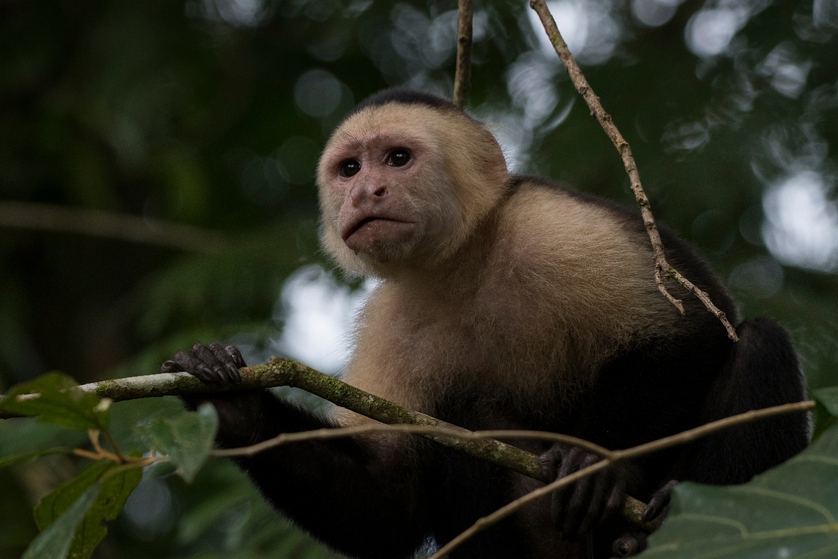 DPPhotography - Costa rica - White-headed capuchin - K.jpg - White-headed capuchin - Tortuguero, Costa Rica