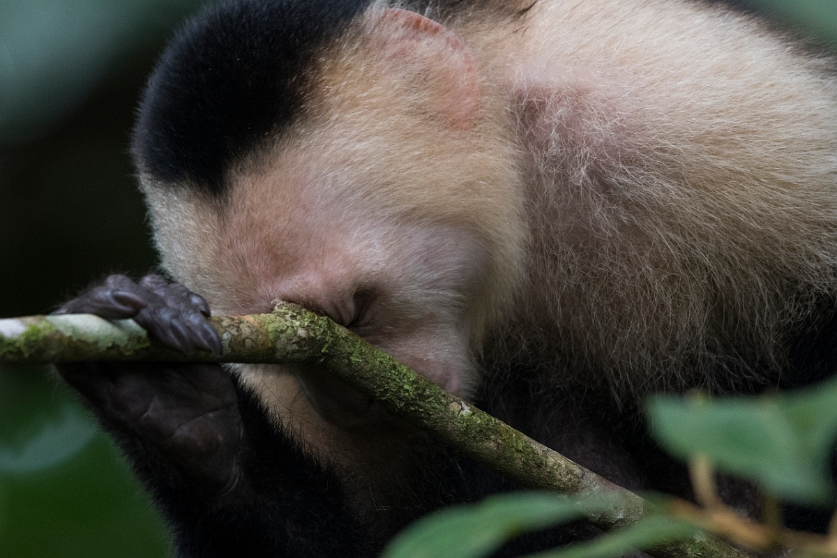 DPPhotography - Costa rica - White-headed capuchin - L.jpg - White-headed capuchin - Tortuguero, Costa Rica
