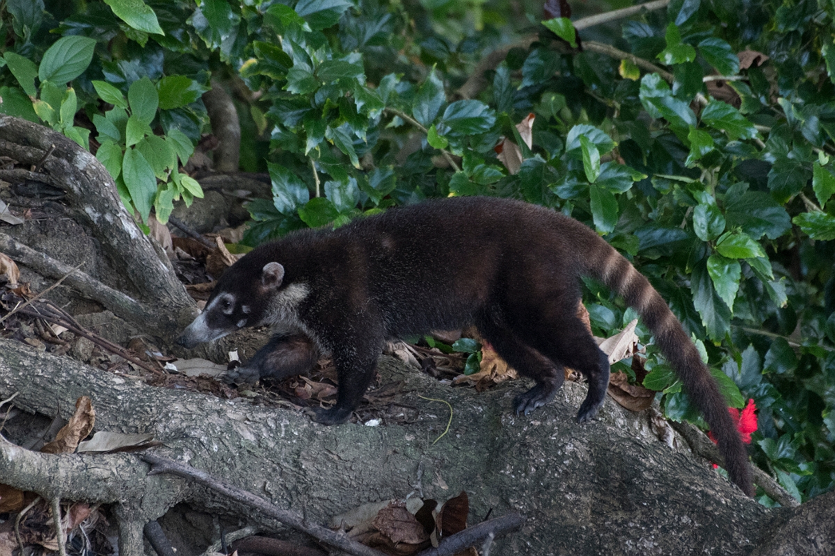 DPPhotography - Costa rica - White-nosed coati - B.jpg - White-nosed coati - El Remanso, Costa Rica