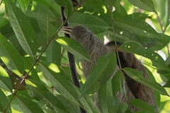 DPPhotography - Costa rica - Brown-throated three-toed sloth - A