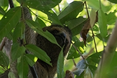 DPPhotography - Costa rica - Brown-throated three-toed sloth - B