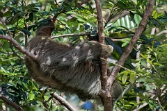 DPPhotography - Costa rica - Brown-throated three-toed sloth - C