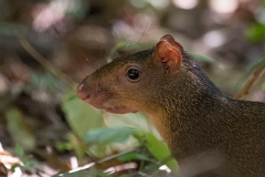 DPPhotography - Costa rica - Central American agouti - A