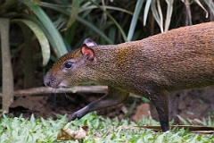 DPPhotography - Costa rica - Central American agouti - B