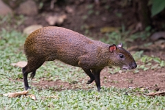 DPPhotography - Costa rica - Central American agouti - C