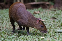 DPPhotography - Costa rica - Central American agouti - D