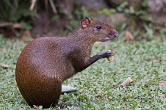 DPPhotography - Costa rica - Central American agouti - E
