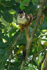 DPPhotography - Costa rica - Central American squirrel monkey - A