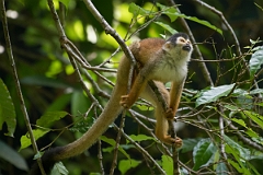 DPPhotography - Costa rica - Central American squirrel monkey - B