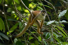 DPPhotography - Costa rica - Central American squirrel monkey - C