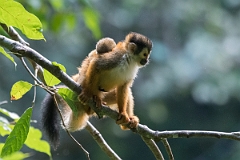 DPPhotography - Costa rica - Central American squirrel monkey - F