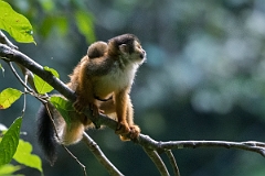 DPPhotography - Costa rica - Central American squirrel monkey - G