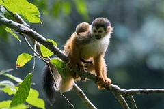 DPPhotography - Costa rica - Central American squirrel monkey - H