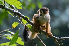DPPhotography - Costa rica - Central American squirrel monkey - I