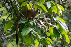 DPPhotography - Costa rica - Central American squirrel monkey - K