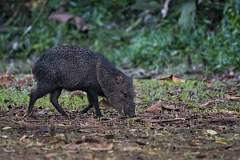 DPPhotography - Costa rica - Collared peccary - A