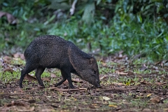 DPPhotography - Costa rica - Collared peccary - B