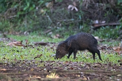 DPPhotography - Costa rica - Collared peccary - C