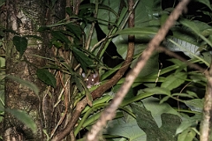DPPhotography - Costa rica - Derby's woolly opossum - A