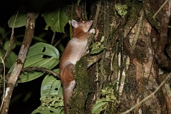 DPPhotography - Costa rica - Derby's woolly opossum - B