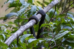 DPPhotography - Costa rica - Geoffroy's spider monkey - A