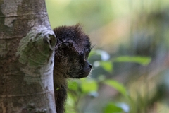 DPPhotography - Costa rica - Geoffroy's spider monkey - B