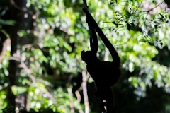 DPPhotography - Costa rica - Geoffroy's spider monkey - E
