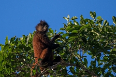 DPPhotography - Costa rica - Geoffroy's spider monkey - F