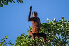 DPPhotography - Costa rica - Geoffroy's spider monkey - G