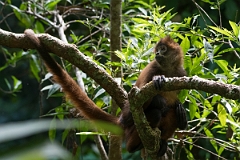 DPPhotography - Costa rica - Geoffroy's spider monkey - H