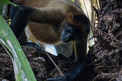 DPPhotography - Costa rica - Geoffroy's spider monkey - J