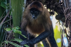 DPPhotography - Costa rica - Geoffroy's spider monkey - K