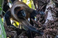 DPPhotography - Costa rica - Geoffroy's spider monkey - L