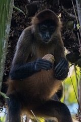 DPPhotography - Costa rica - Geoffroy's spider monkey - M