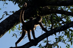 DPPhotography - Costa rica - Geoffroy's spider monkey - N