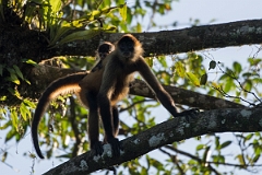 DPPhotography - Costa rica - Geoffroy's spider monkey - O