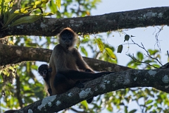 DPPhotography - Costa rica - Geoffroy's spider monkey - P