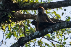 DPPhotography - Costa rica - Geoffroy's spider monkey - Q