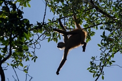 DPPhotography - Costa rica - Geoffroy's spider monkey - S